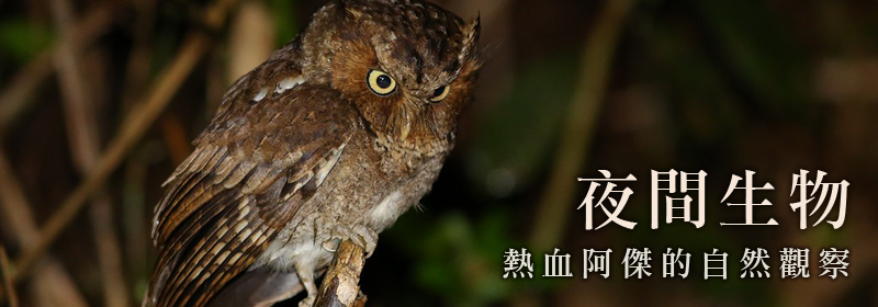 熱血阿傑的自然觀察─夜間生物